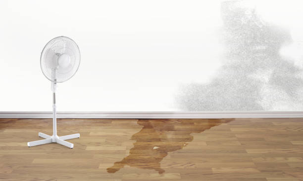 Best Professional water damage repair  in Castroville, TX
